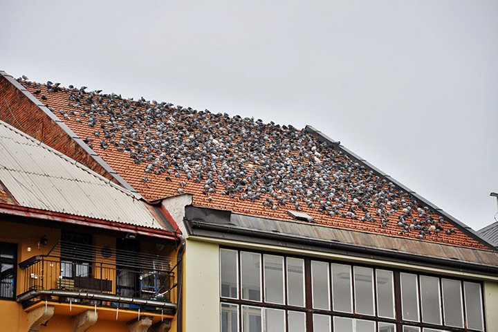 A2B Pest Control are able to install spikes to deter birds from roofs in Accrington. 