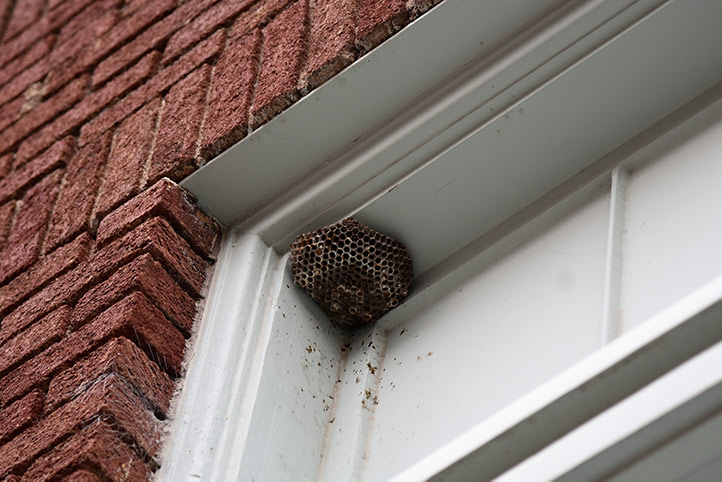 We provide a wasp nest removal service for domestic and commercial properties in Accrington.